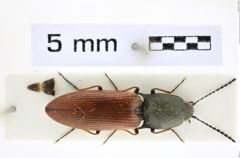 Foto (Dorsalansicht) von Acteniceromorphus ferrugineipennis (Candèze, 1879) (NHMW-ZOO-COL-0008369)